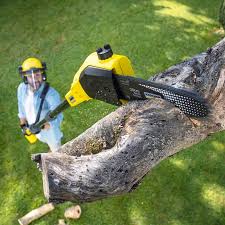 Best Stump Grinding and Removal  in Mint Hill, NC