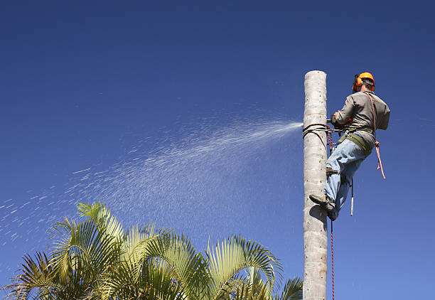 Best Emergency Tree Removal  in Mint Hill, NC