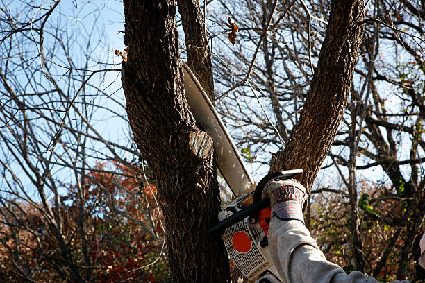 Best Hazardous Tree Removal  in Mint Hill, NC