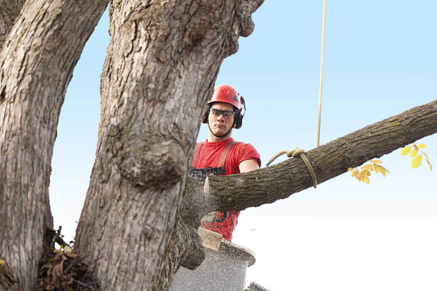 Best Tree Preservation Services  in Mint Hill, NC